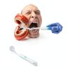 Dental Mirror LED Light ARS-D-210 by ARSUK Anti-Fog Ergonomic-5